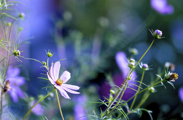 Samyang 85mm f/1.4 Aspherical Lens